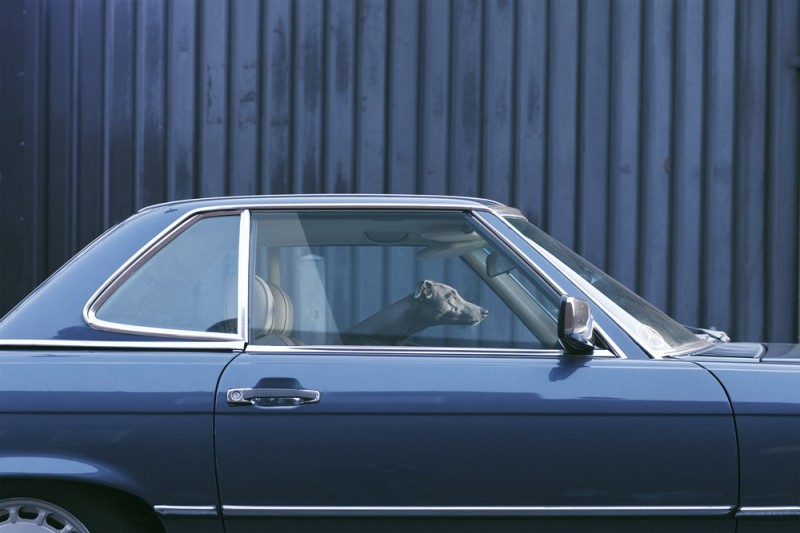 dogs-in-cars-by-martin-usborne-gessato-gblog-29